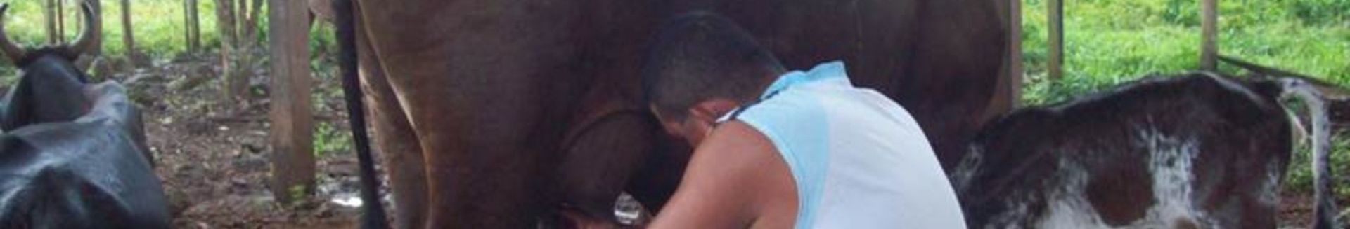 Abereak erosteko kredituak