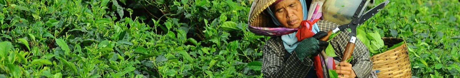 Alimentaci&oacute;n y genero