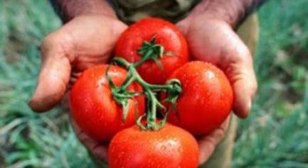 (Euskera) 'La ruta del tomÃ quet' â€“ Elikadura Subiranotasunaren inguruko hausnarketa